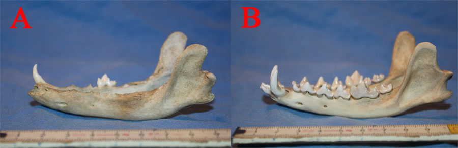 Cranio da identificare - canide